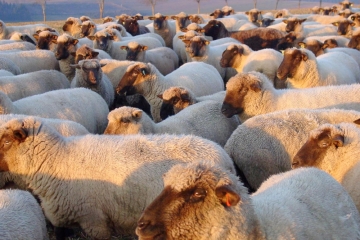 Der Wahlflüsterer / Wenn Politiker Fremdschämen auslösen