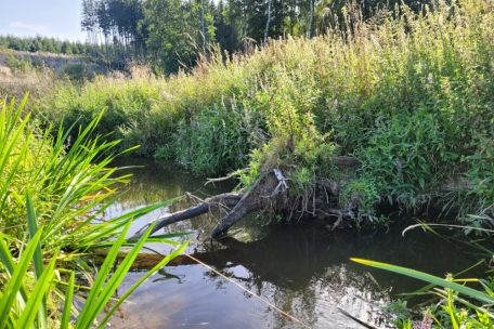 Umwelt / Raus aus dem Betonkorsett: Luxemburg renaturiert seine Bäche