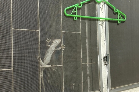 Nächtliche Besucher an den Fenstern von Lailas Hütte