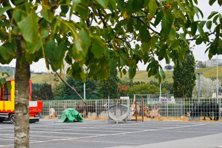 Kamele in Remich / Zirkustiere stehen auf Parkplatz – und dürfen nicht auftreten