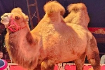 Remich / „Das macht mich wütend“: Zirkus tritt trotz fehlender Genehmigung mit Tieren auf