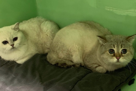 Die Katzen wurden wohl vorher für Zuchtzwecke eingesetzt