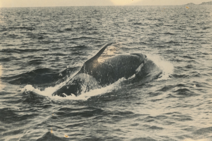 „Old Tom“ genetisch entschlüsselt / Australiens berühmtester Killerwal war eigentlich Neuseeländer
