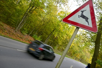 Luxemburg / Gefahr für Wildunfälle steigt wieder: So verhält man sich am Steuer richtig