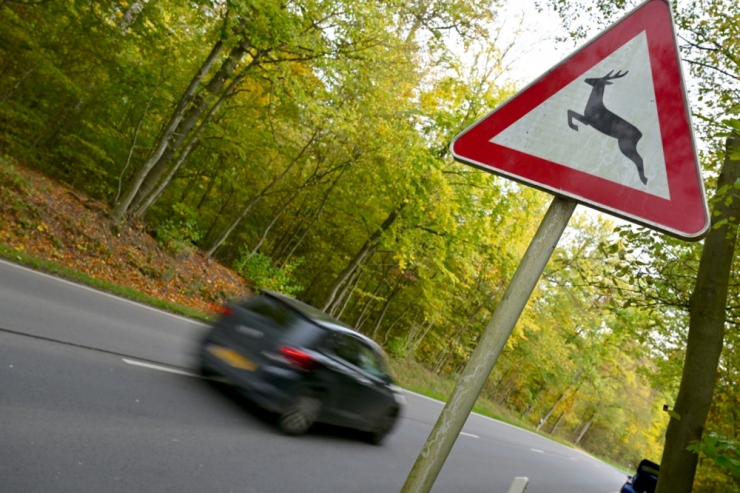 Luxemburg / Gefahr für Wildunfälle steigt wieder: So verhält man sich am Steuer richtig