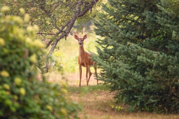 Forderung / Um dem Wald zu helfen: Wild soll stärker bejagt werden