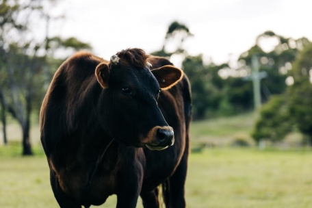 Grüner pupsen sollen die Kühe durch die Algen