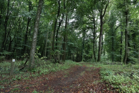 Klima- und Umweltschutz / „Mouvement écologique“ zieht gemischte Bilanz
