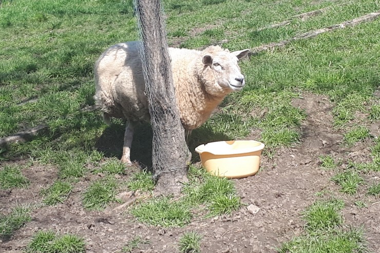 Ellingen / Hunde greifen während Treibjagd Schafe an: Sechs der Tiere verletzt, eines wird eingeschläfert