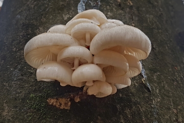 Klimatologie / Viel Sonne, viel Regen – und ziemlich warm: So war der Herbst 2023 in Luxemburg