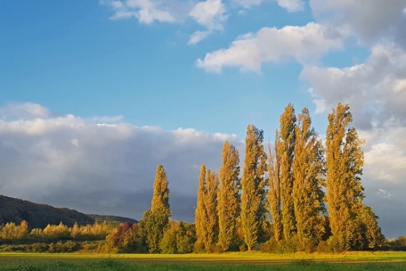 Golden-gelb wurde es erst nach einem langen Sommer