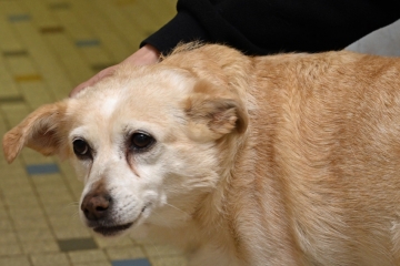 Haushalt 2024 / Düdelingen will „kreativ, innovativ und fortschrittlich“ bleiben