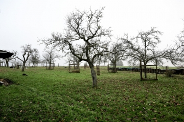 Naturschutz  / Streuobstwiesen sind erhaltenswerte, sensible Ökosysteme, die zum Kulturgut gehören