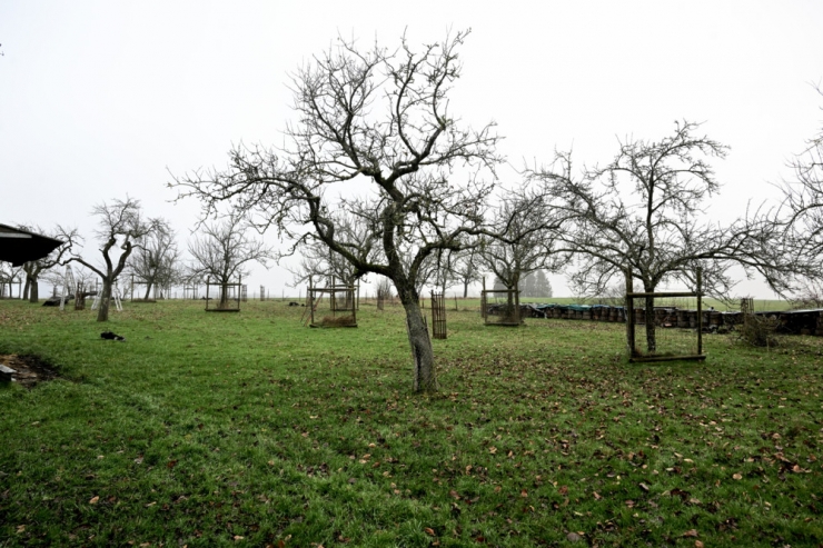 Naturschutz  / Streuobstwiesen sind erhaltenswerte, sensible Ökosysteme, die zum Kulturgut gehören