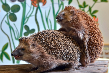 Der Politflüsterer / Nom d’une pipe!