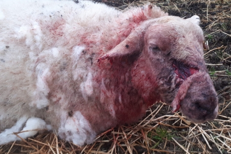 Schaf Frieda musste nach dem Angriff Anfang Dezember eingeschläfert werden