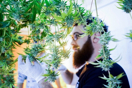 In Uruguay wurde Cannabis bereits 2013 legalisiert