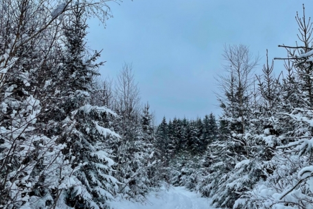Rundwanderweg mit hoher Schneewahrscheinlichkeit im Winter: Der „Autopédestre Weiswampach“