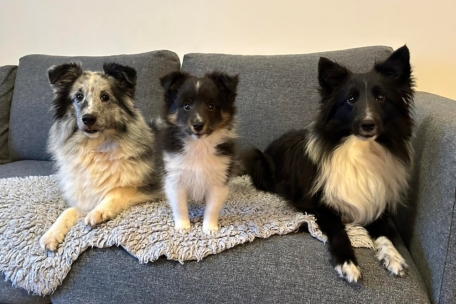 Übersicht / In welcher Gemeinde leben die meisten Hunde? Und wo ist die Steuer am teuersten?