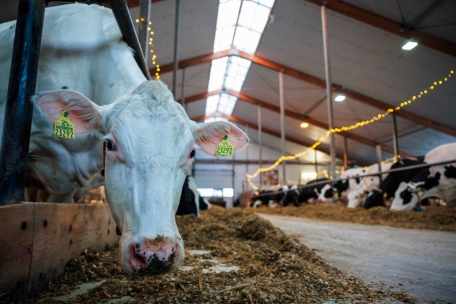 Deutschland / Showdown der Landwirte: Bauern erhöhen den Druck, die Ampel gibt sich milde