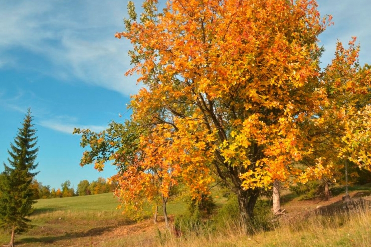 Natur / Echte Mehlbeere ist der Baum des Jahres 2024