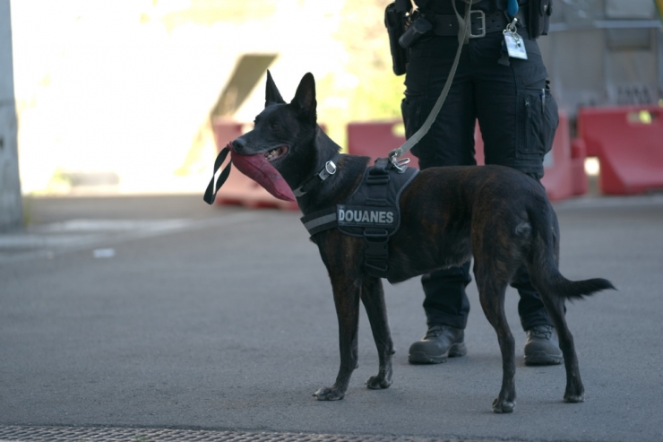 Supernase / Im Zug: Zollhund Gwen erschnüffelt 200 XTC-Pillen