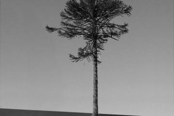 Red bridge project, acte II / Du point de vue mapuche