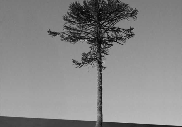 Red bridge project, acte II / Du point de vue mapuche
