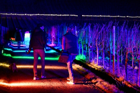 Genuss am Fluss im Lichtermeer / „Wine Lights Enjoy“ lockt Tausende in die illuminierten Rebenhänge entlang der Mosel