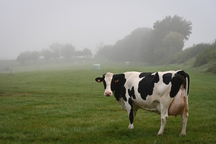 Serbien / Phantomkühe melken das Agrarbudget