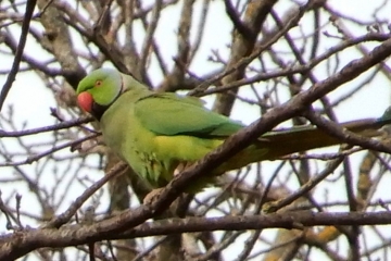 Invasive Art / Im Escher Park Clair-Chêne sind mehrere Papageien beheimatet