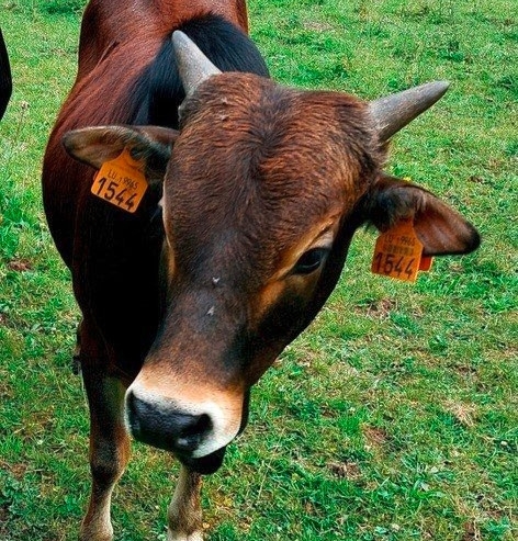 Simba / Vermisstes Zwergzebu mit aufgeschnittener Kehle gefunden