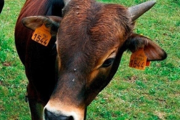 Weiteres Kalb vermisst / Nach dem Tod von Zwergzebu Simba sucht die Polizei nach Zeugen