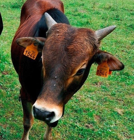 Weiteres Kalb vermisst / Nach dem Tod von Zwergzebu Simba sucht die Polizei nach Zeugen