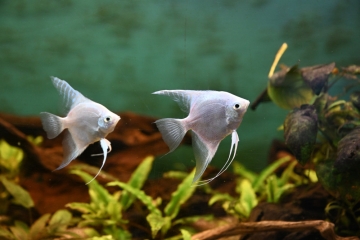 Differdingen / „Aquarium Discus Déifferdeng Asbl“: Der Letzte seiner Art