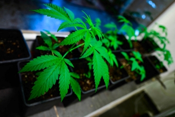 Deutschland / Bundestag stimmt für teilweise Legalisierung von Cannabis