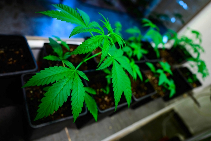 Deutschland / Bundestag stimmt für teilweise Legalisierung von Cannabis