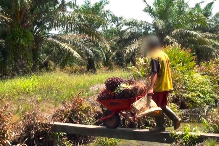 Leserforum / Die Kein-Palmöl-Lüge: Die fragwürdige Alternative des Kokosöls