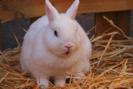 Leserforum / Mein Hof soll sich diversifizieren, aber die legale Basis fehlt