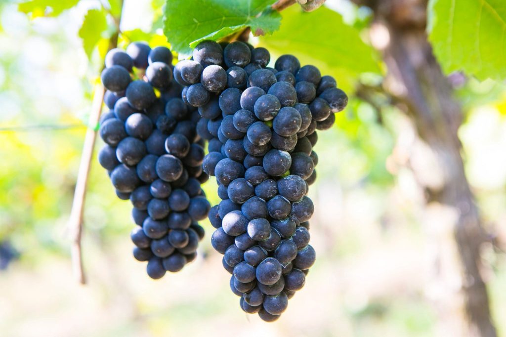 Landwirtschaft / Regierung: Keine unverhältnismäßigen Kontrollen der Weinbauern