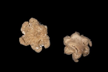 Neuseeland / Forscher stoßen auf 100 bisher unbekannte Tierarten, darunter ein absolutes Mysterium