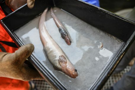 Zwei Fische einer bisher unentdeckten Art gingen den Forschern in 2.700 m Tiefe in die Falle