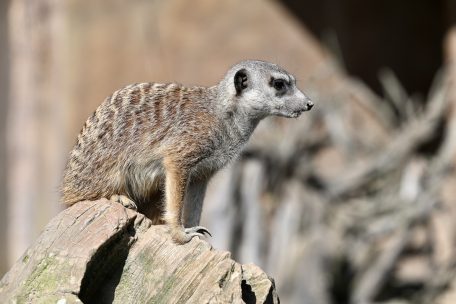 „Big Erdmännchen“ is watching you