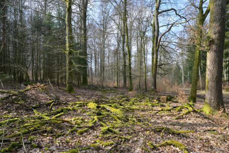 Die toten Äste bleiben im „Gréngewald“ liegen. Sie bieten rund 40 Prozent aller Waldbewohner ein Zuhause.