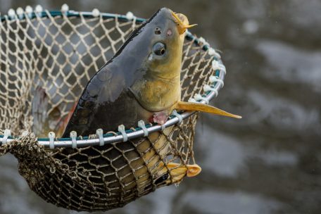 Der Politflüsterer / Fisch stinkt vom Kopf