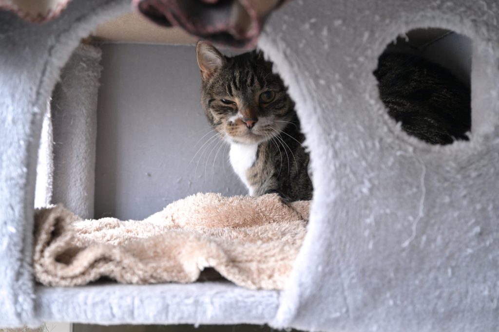 Frankreich / Fast 160 Katzen in der Wohnung: Tierhaltungsverbot für Paar in Nizza