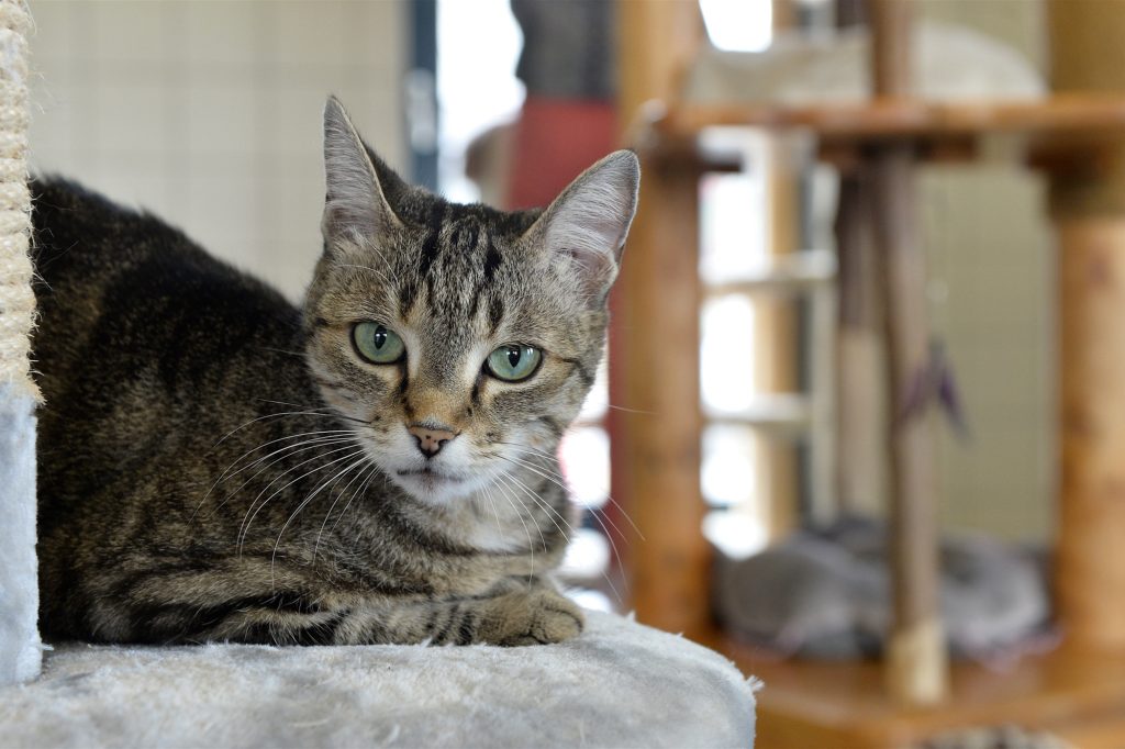 Deutschland / Wo bald schon Triers erstes Katzencafé eröffnet