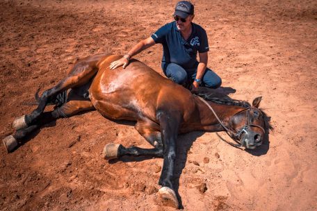 Australien / Pferdemassaker: Überreste von mehr als 500 Pferden auf Grundstück entdeckt