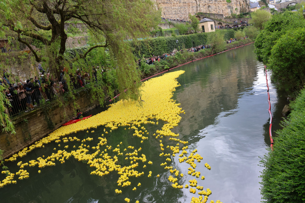 Luxemburg-Stadt / Enten für den guten Zweck: „Table ronde luxembourgeoise“ organisiert Duck Race zum 23. Mal