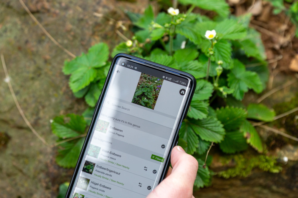 City Nature Challenge / Mit Fotos der Wissenschaft helfen